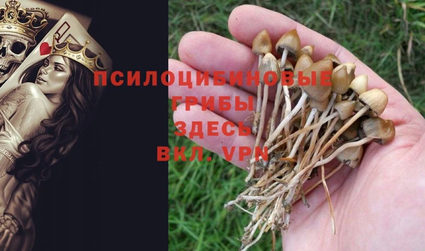apvp Аркадак